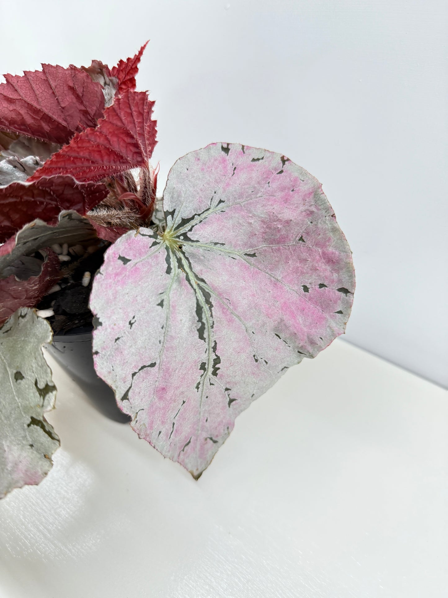 Begonia Silver White Z42