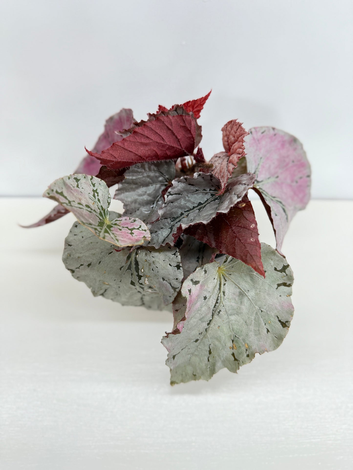 Begonia Silver White Z42