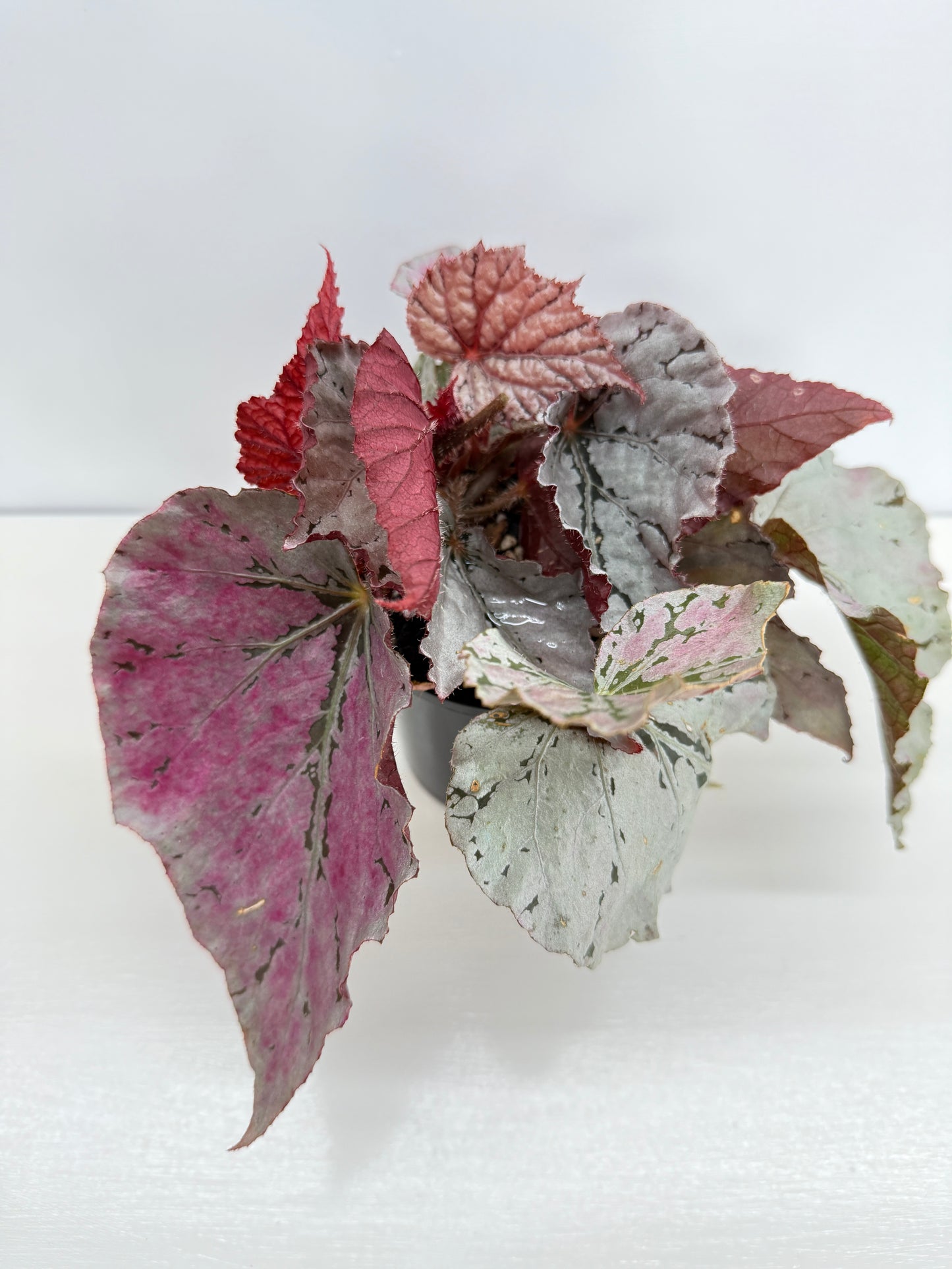 Begonia Silver White Z42