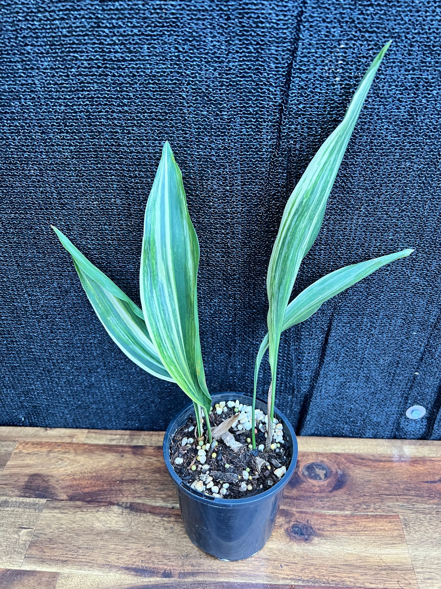 Aspidistra elatior 'Variegated Cast Iron Plant' Z20