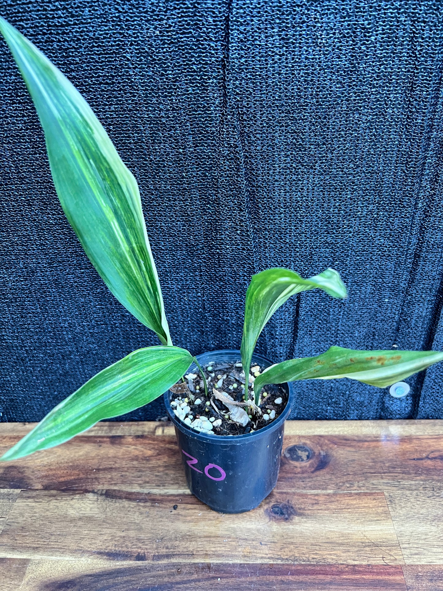 Aspidistra elatior 'Variegated Cast Iron Plant' Z20