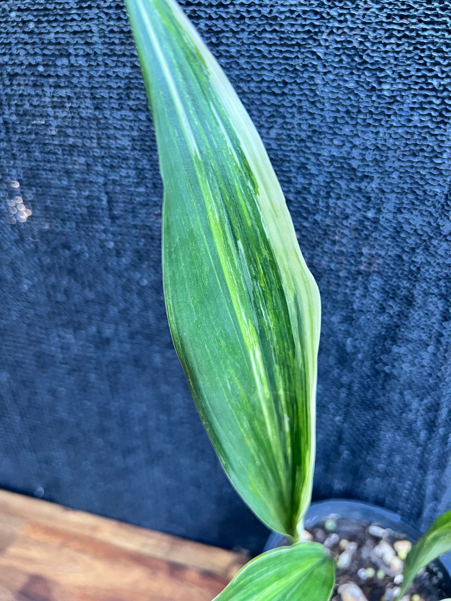 Aspidistra elatior 'Variegated Cast Iron Plant' Z20