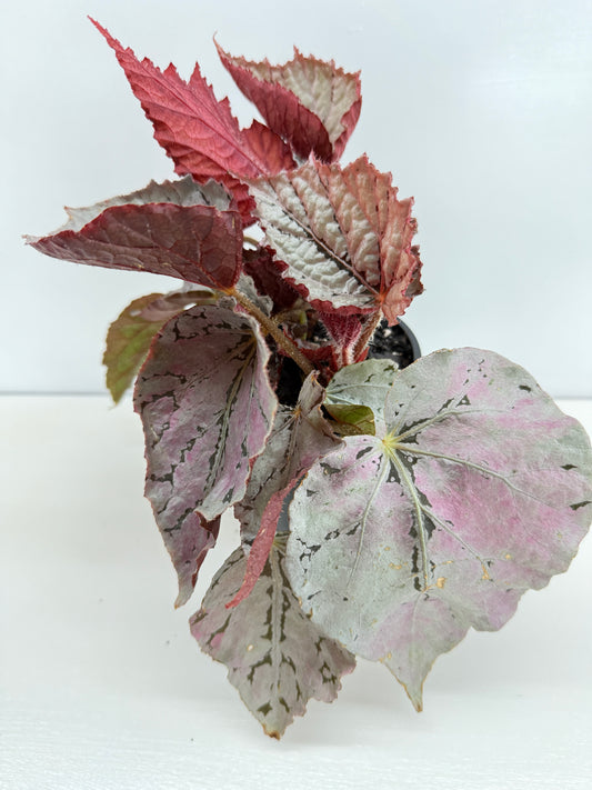 Begonia Silver White Z43