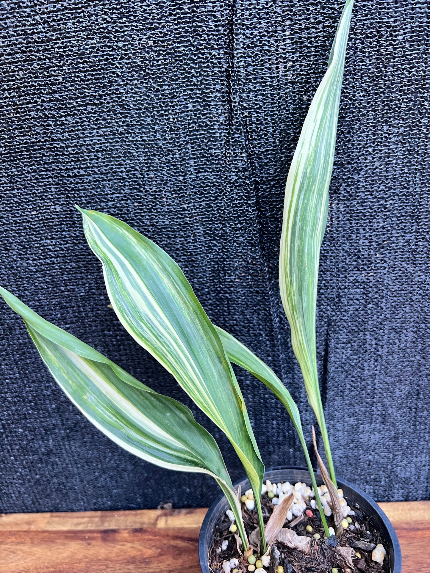 Aspidistra elatior 'Variegated Cast Iron Plant' Z20