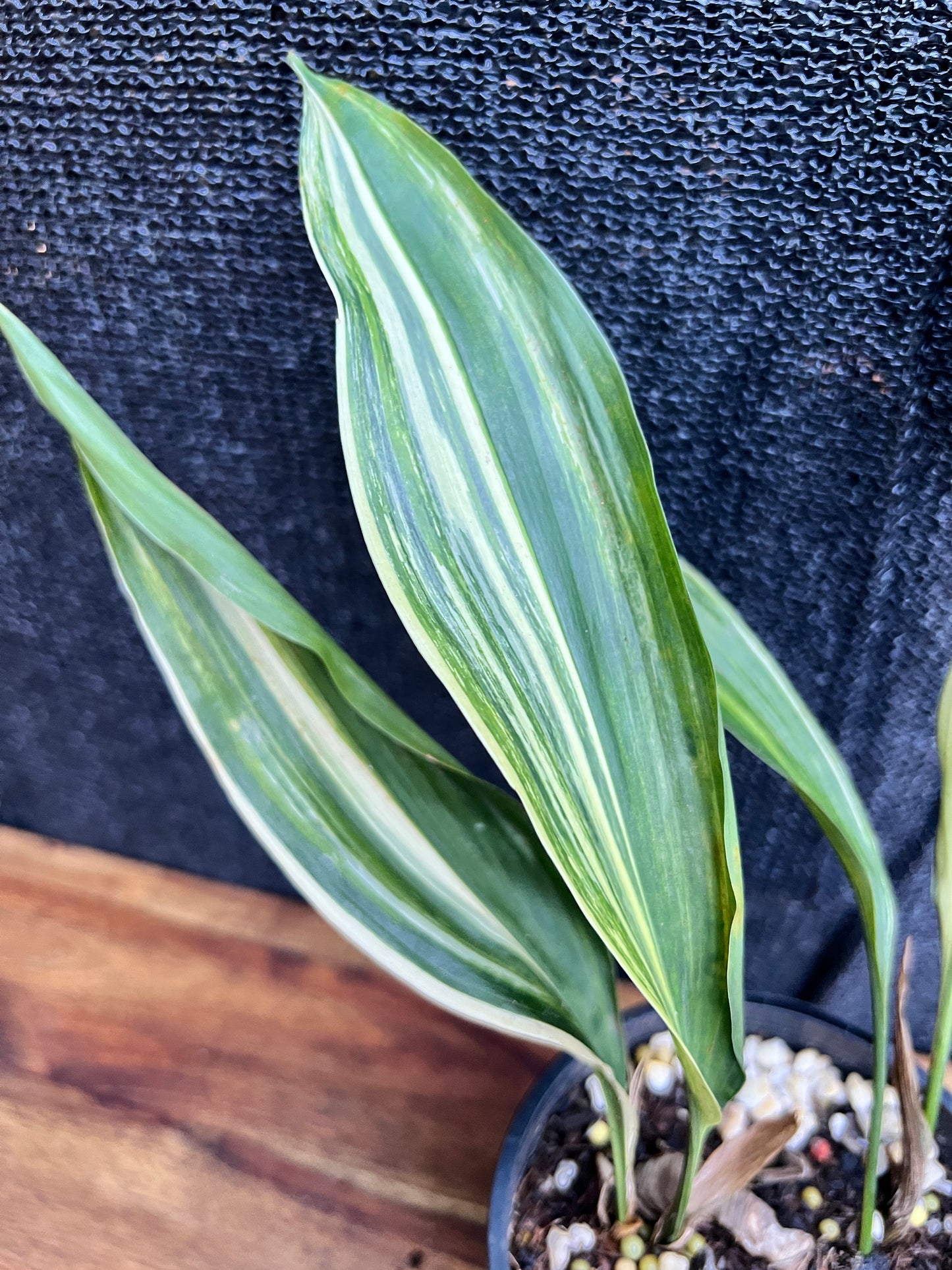 Aspidistra elatior 'Variegated Cast Iron Plant' Z20