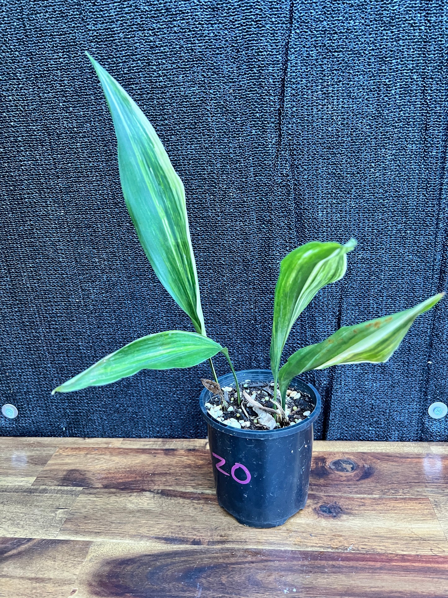 Aspidistra elatior 'Variegated Cast Iron Plant' Z20