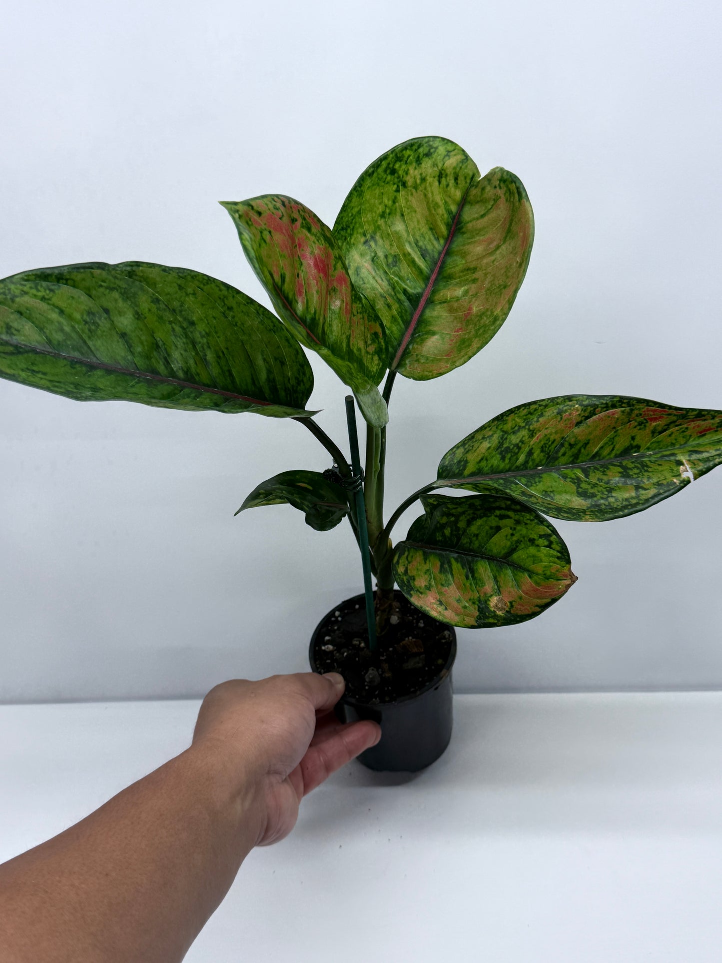 Aglaonema Heng Heng R24