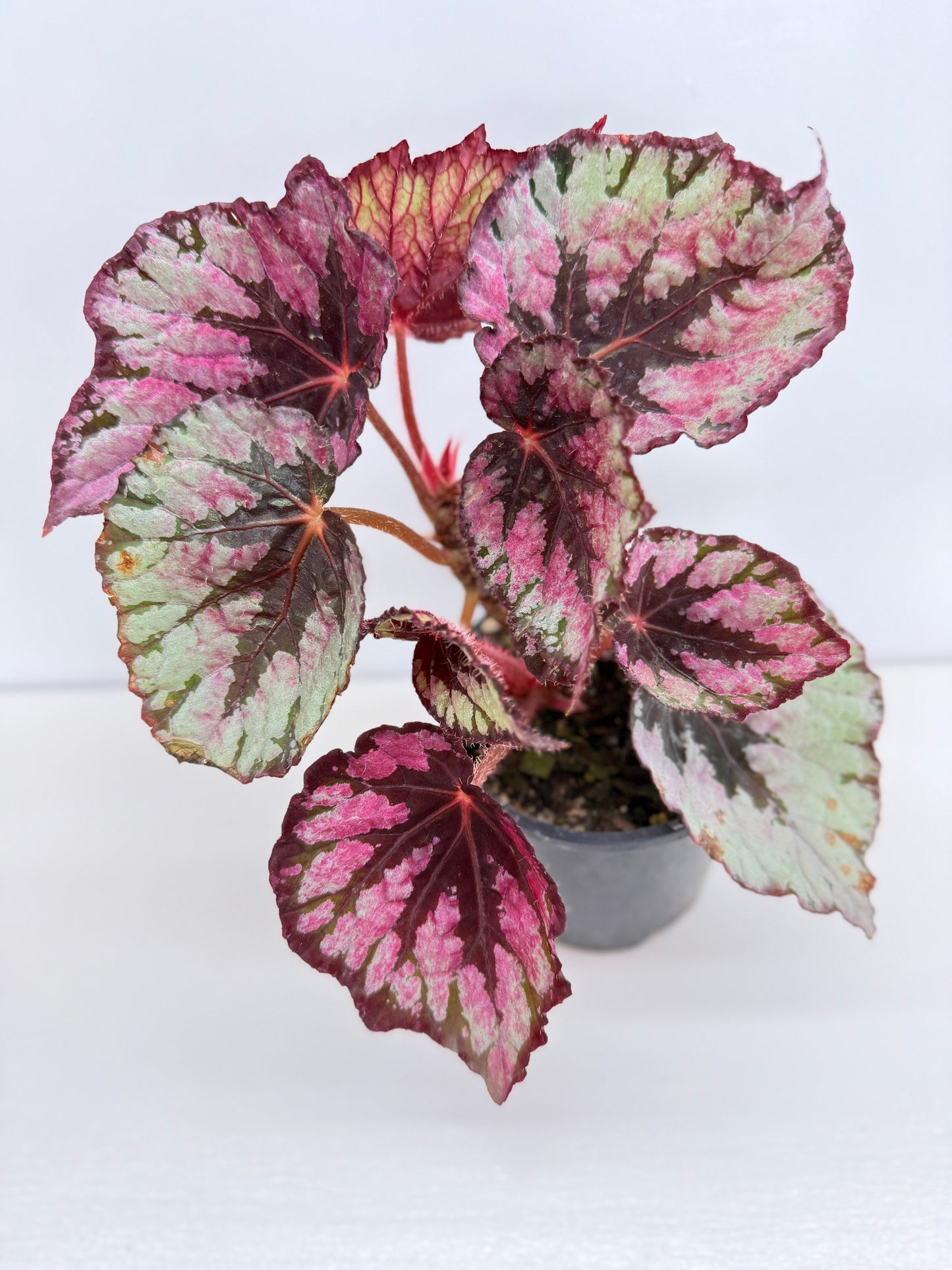Begonia Evening Glow Z44