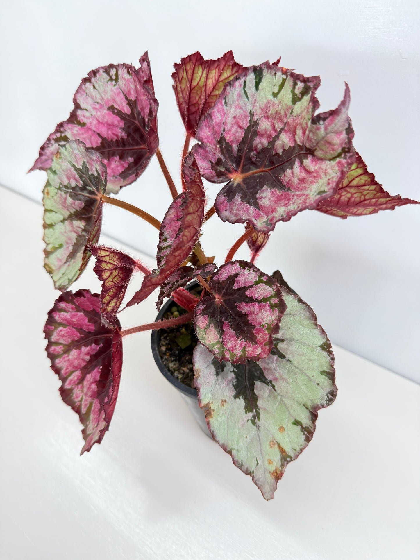Begonia Evening Glow Z44