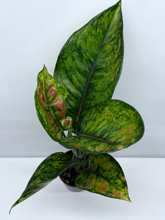 Aglaonema Heng Heng R23