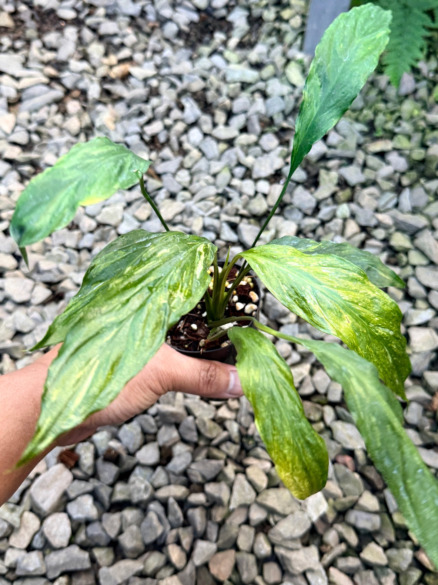 Spathiphyllum 'Aurea Peace Lily' S21