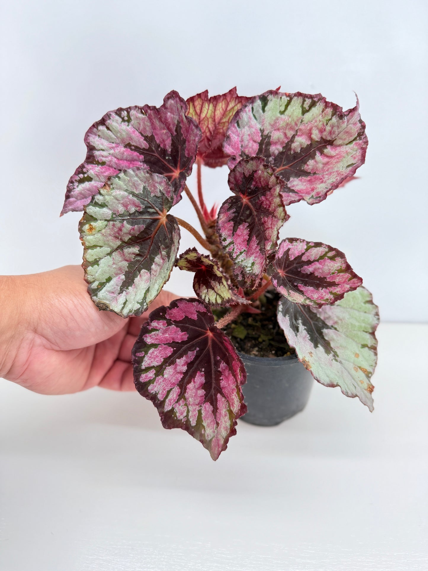Begonia Evening Glow Z44
