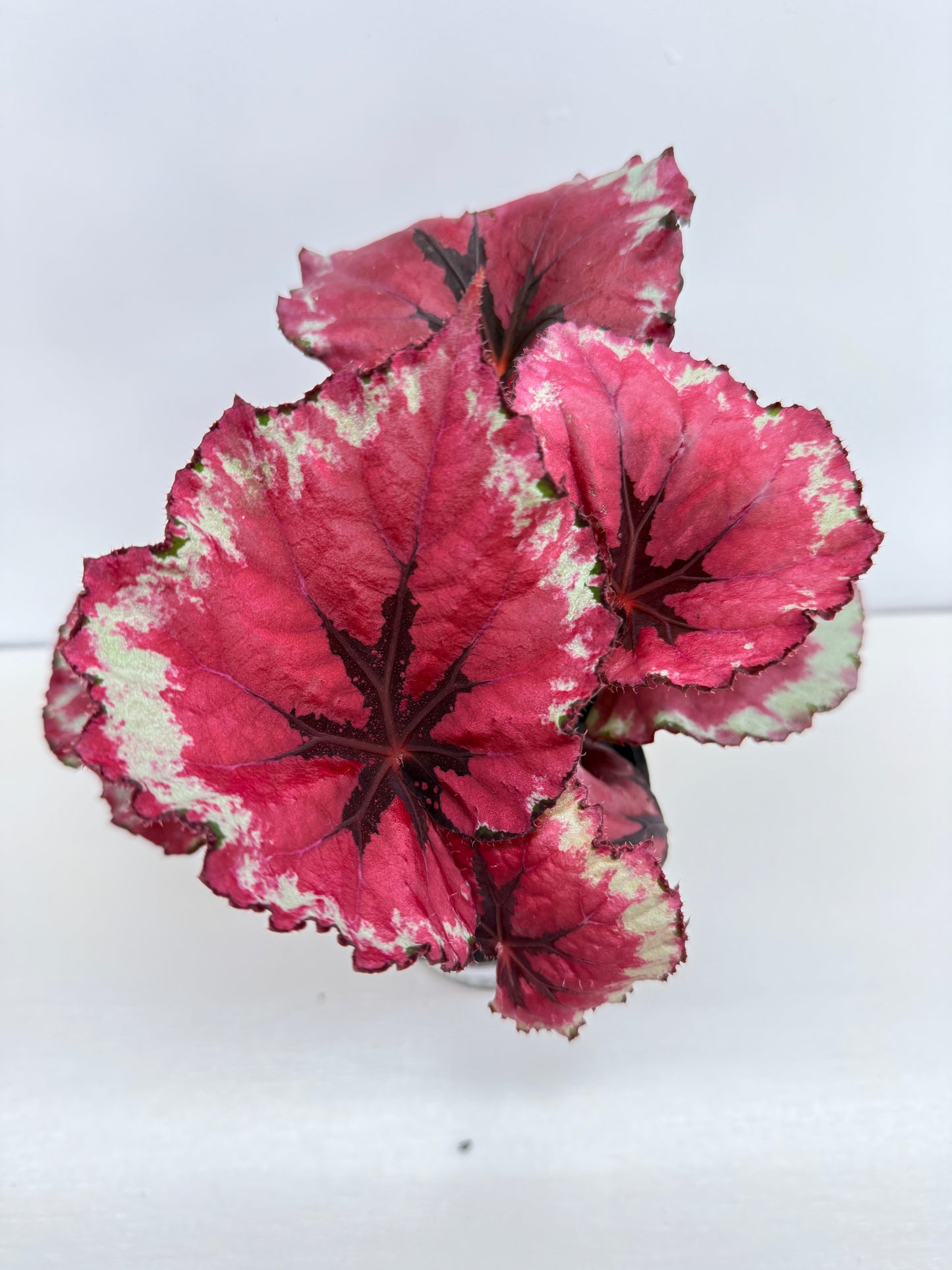 Begonia Rex 'Kotabuki' - Best Pick of the Crop!