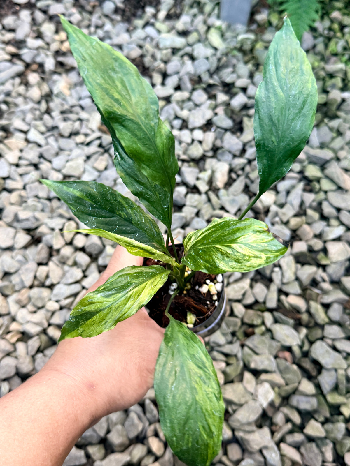 Spathiphyllum 'Aurea Peace Lily' S22