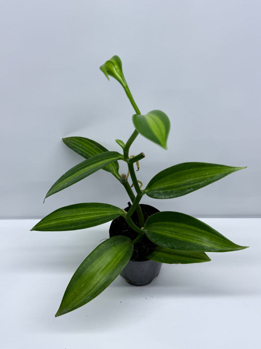 Vanilla planifolia variegata - Variegated Vanilla Vine R29