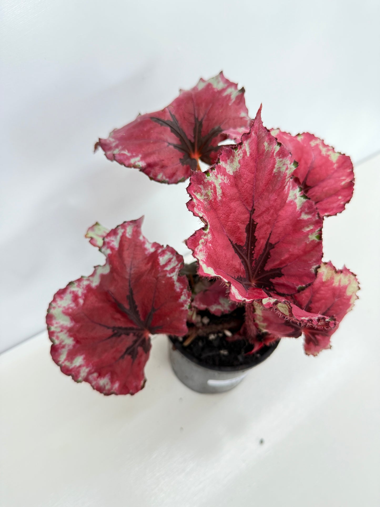 Begonia Rex 'Kotabuki' - Best Pick of the Crop!