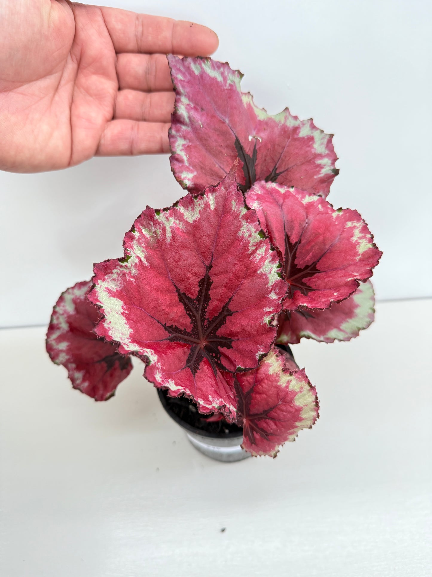 Begonia Rex 'Kotabuki' - Best Pick of the Crop!