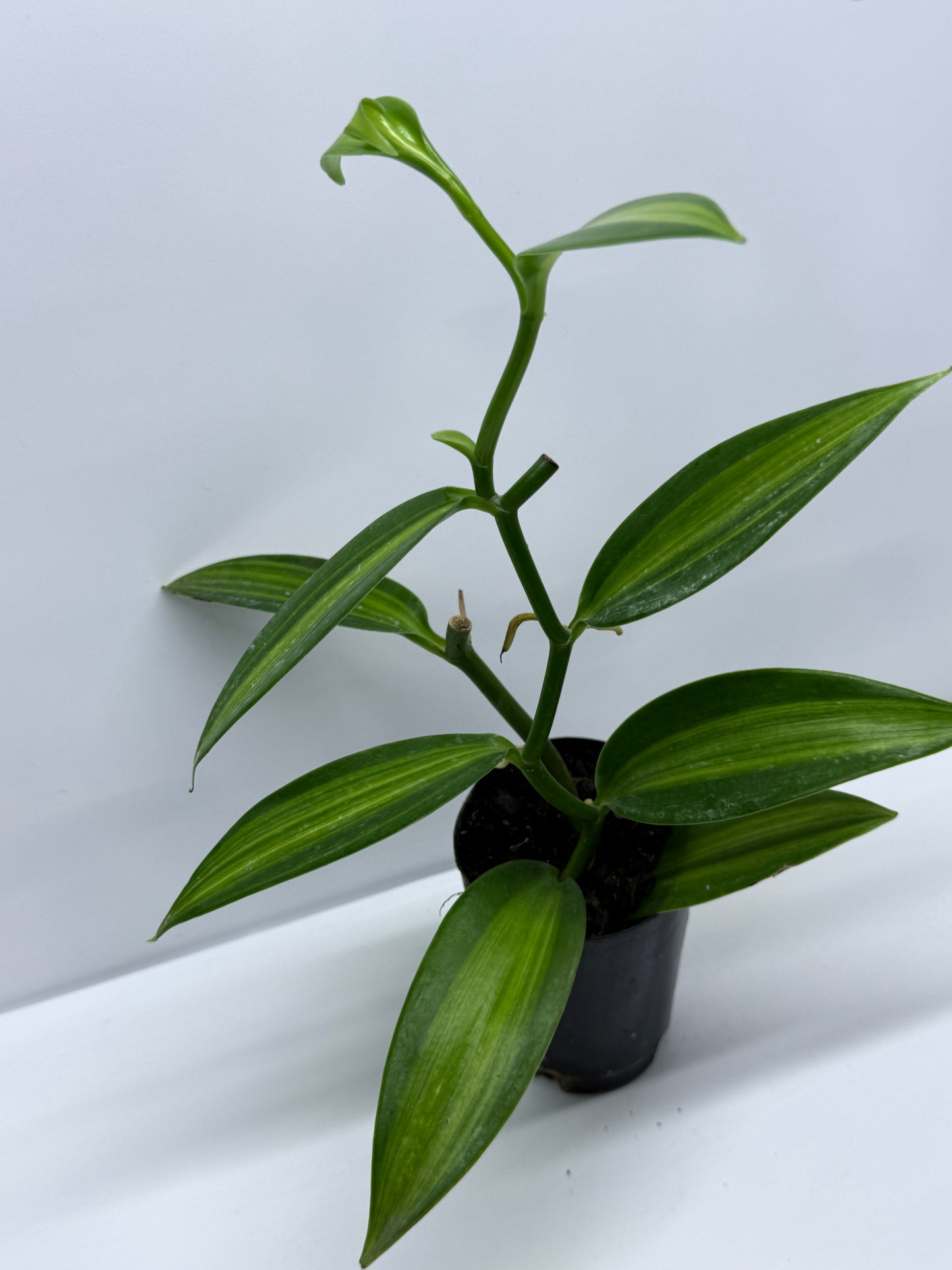 Vanilla planifolia variegata - Variegated Vanilla Vine R29