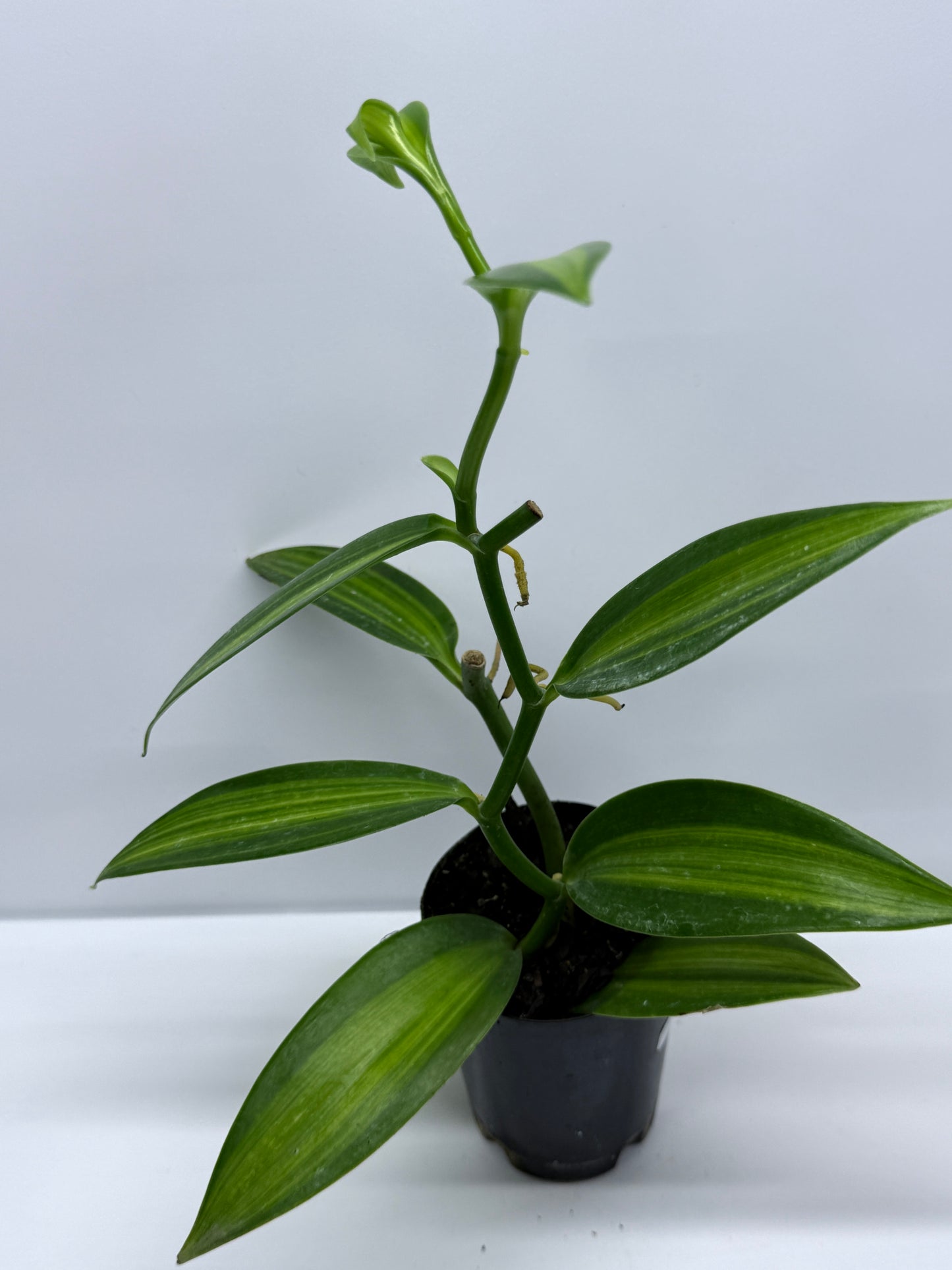 Vanilla planifolia variegata - Variegated Vanilla Vine R29