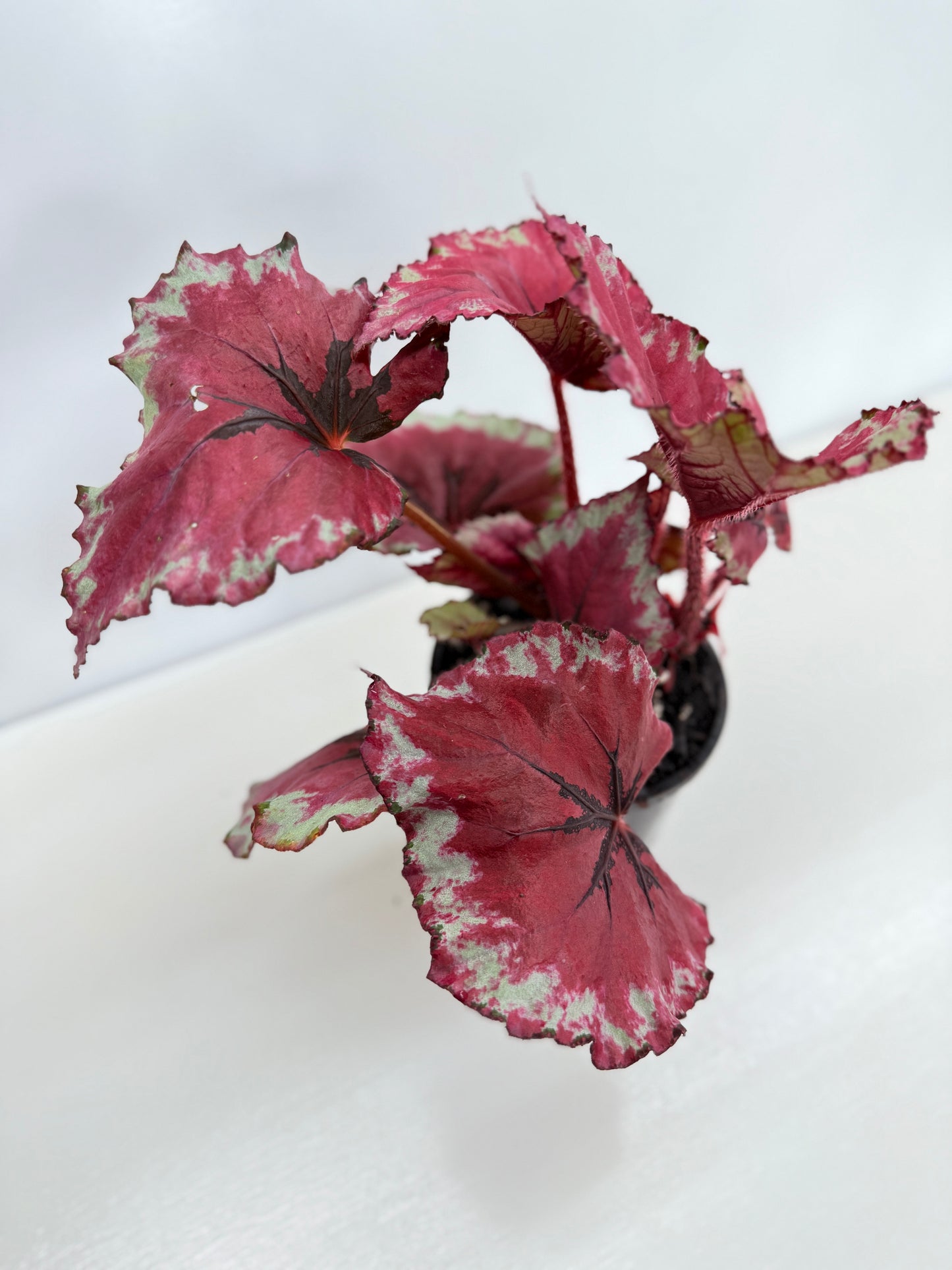Begonia Rex 'Kotabuki' - Best Pick of the Crop!