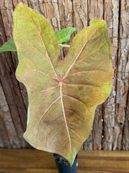 Caladium Brown Tone NOID K44