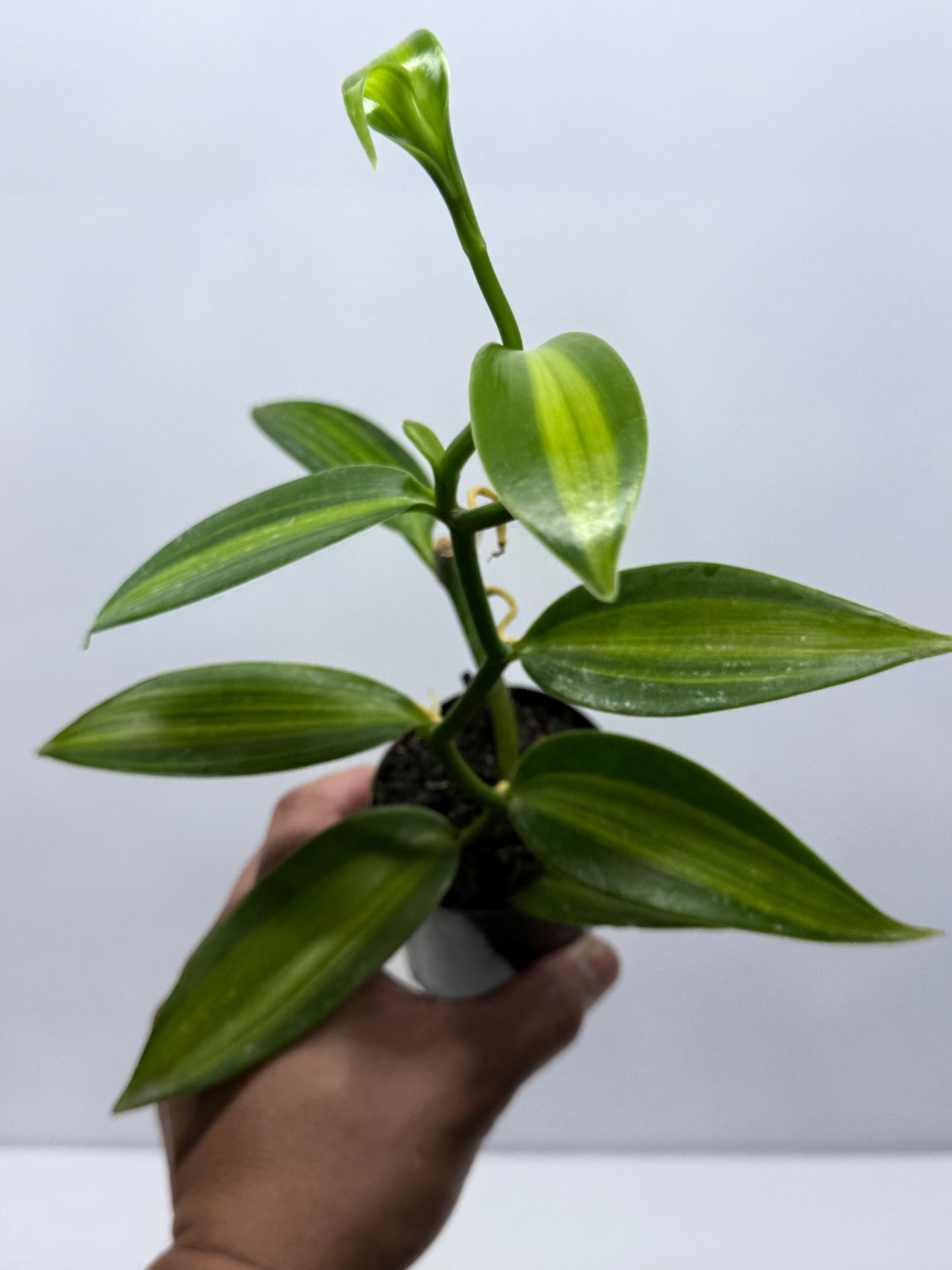 Vanilla planifolia variegata - Variegated Vanilla Vine R29