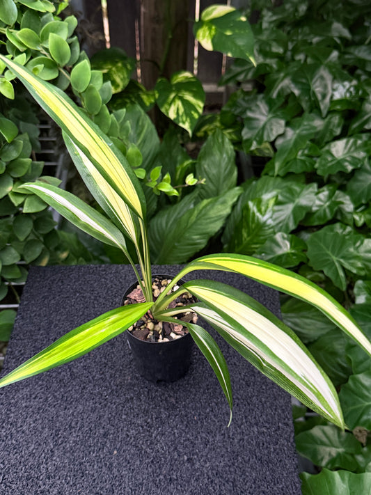 Chlorophytum capense Variegata aka 'Variegated Spider Plant' K58