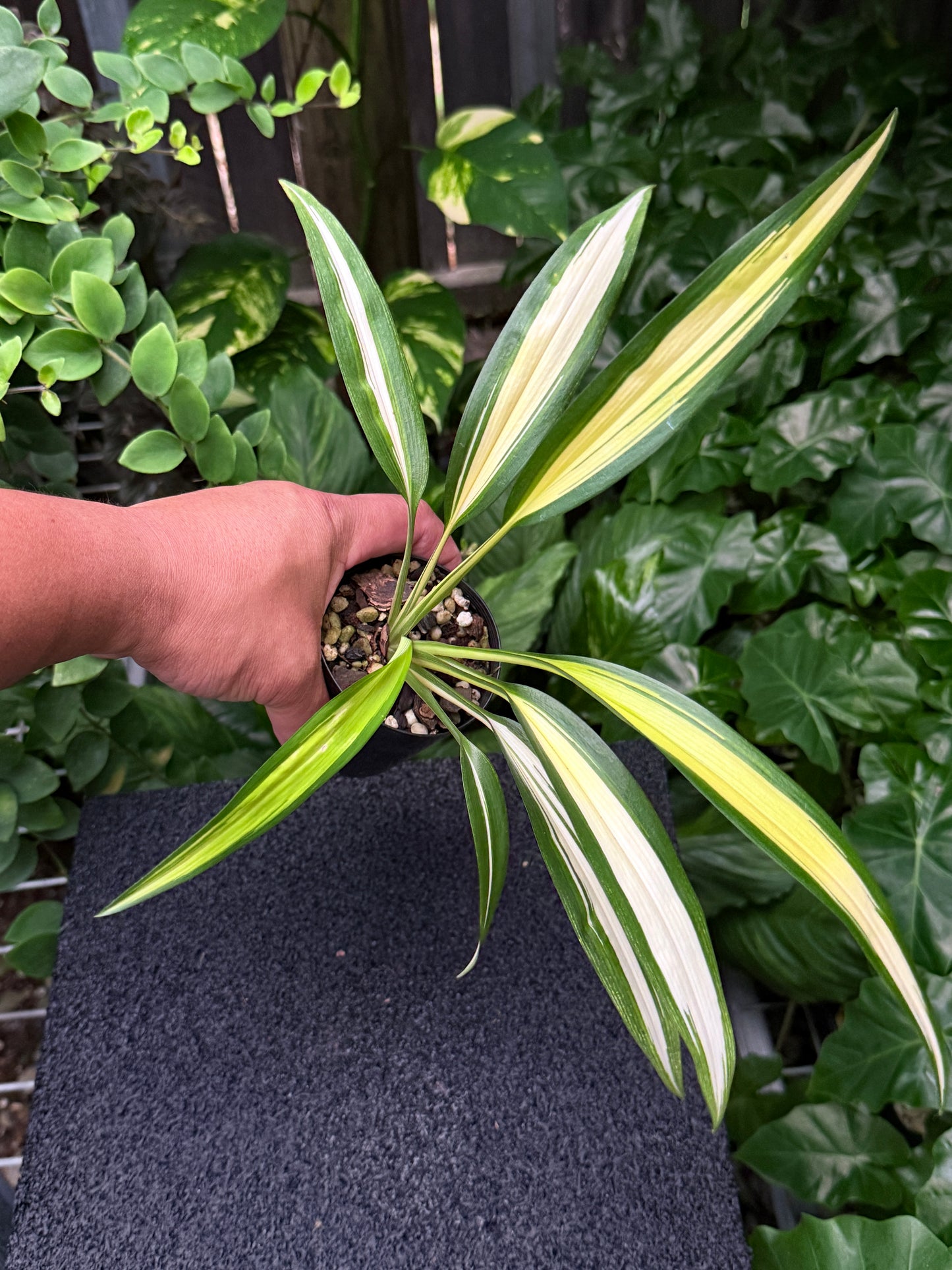 Chlorophytum capense Variegata aka 'Variegated Spider Plant' K58