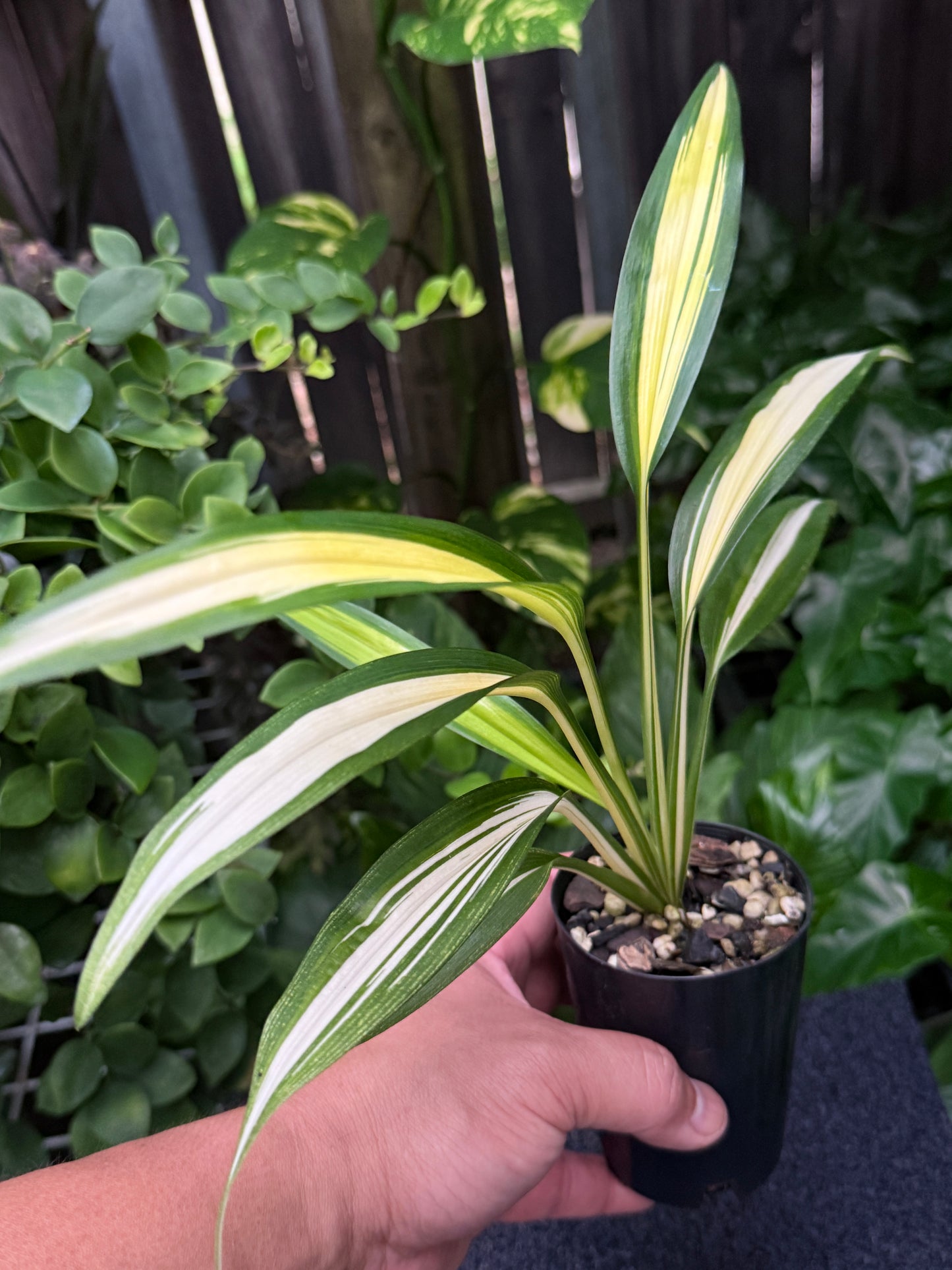 Chlorophytum capense Variegata aka 'Variegated Spider Plant' K58