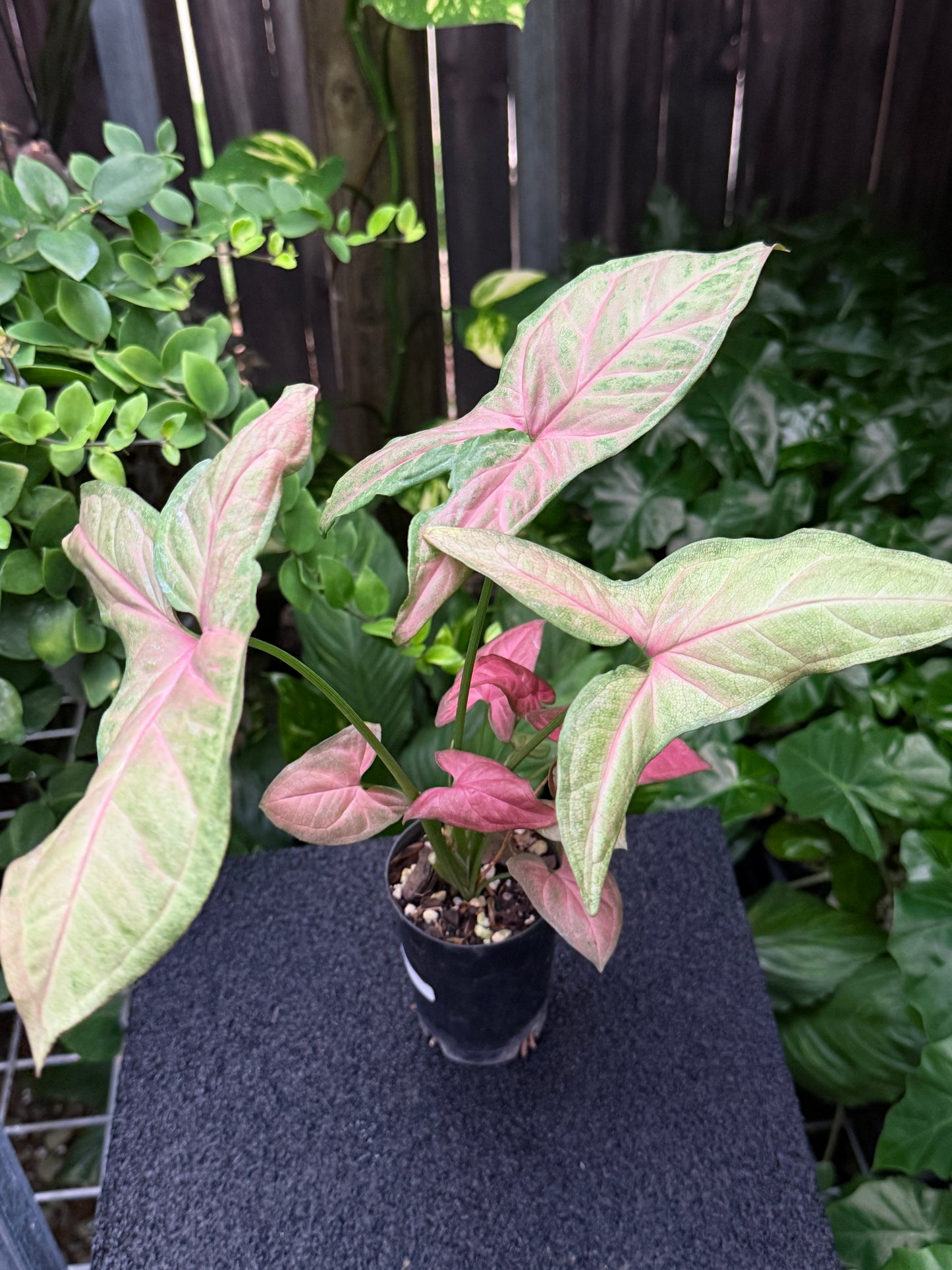 Syngonium 'Tropicana/NOID' K61