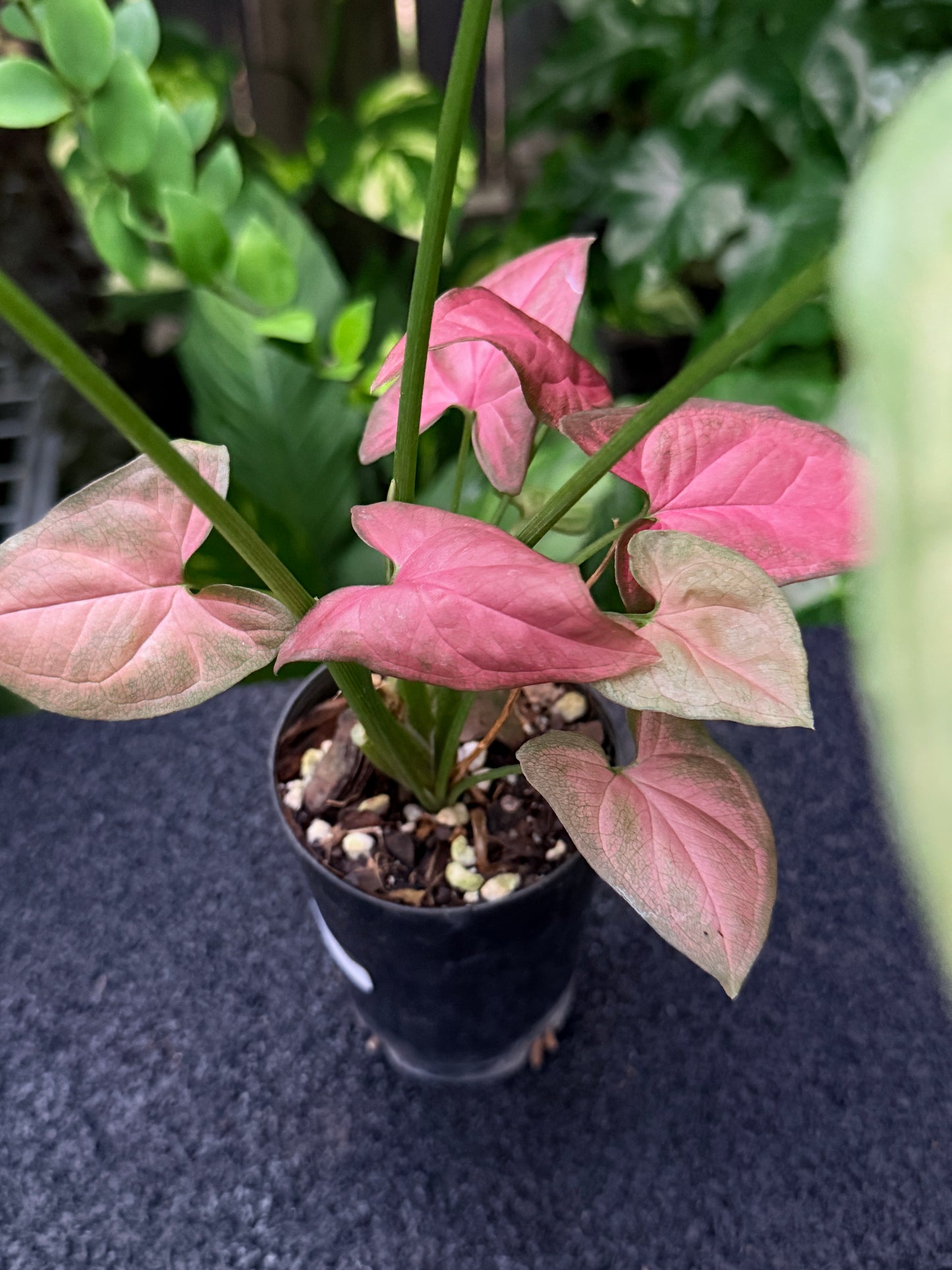 Syngonium 'Tropicana/NOID' K61