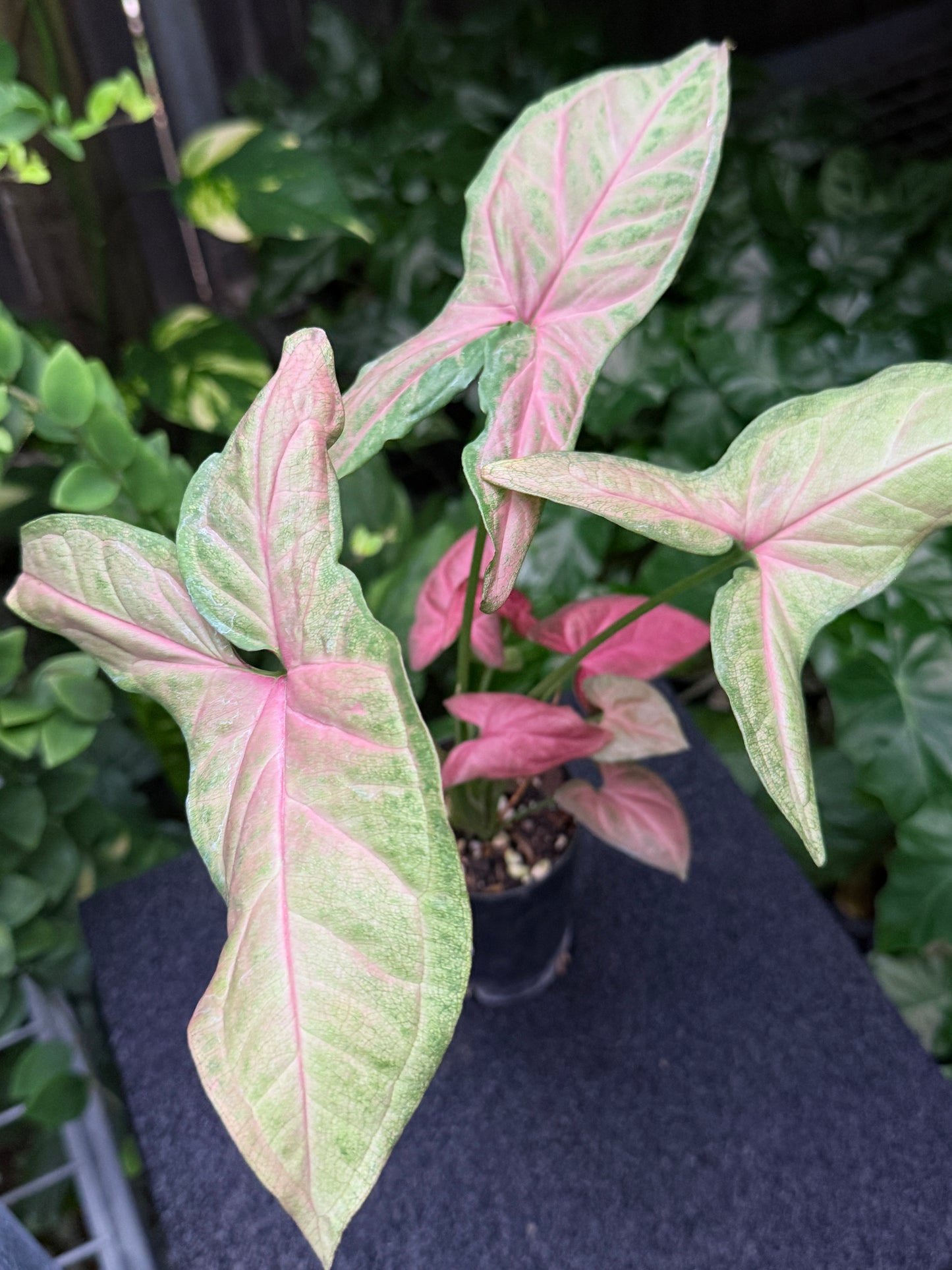 Syngonium 'Tropicana/NOID' K61