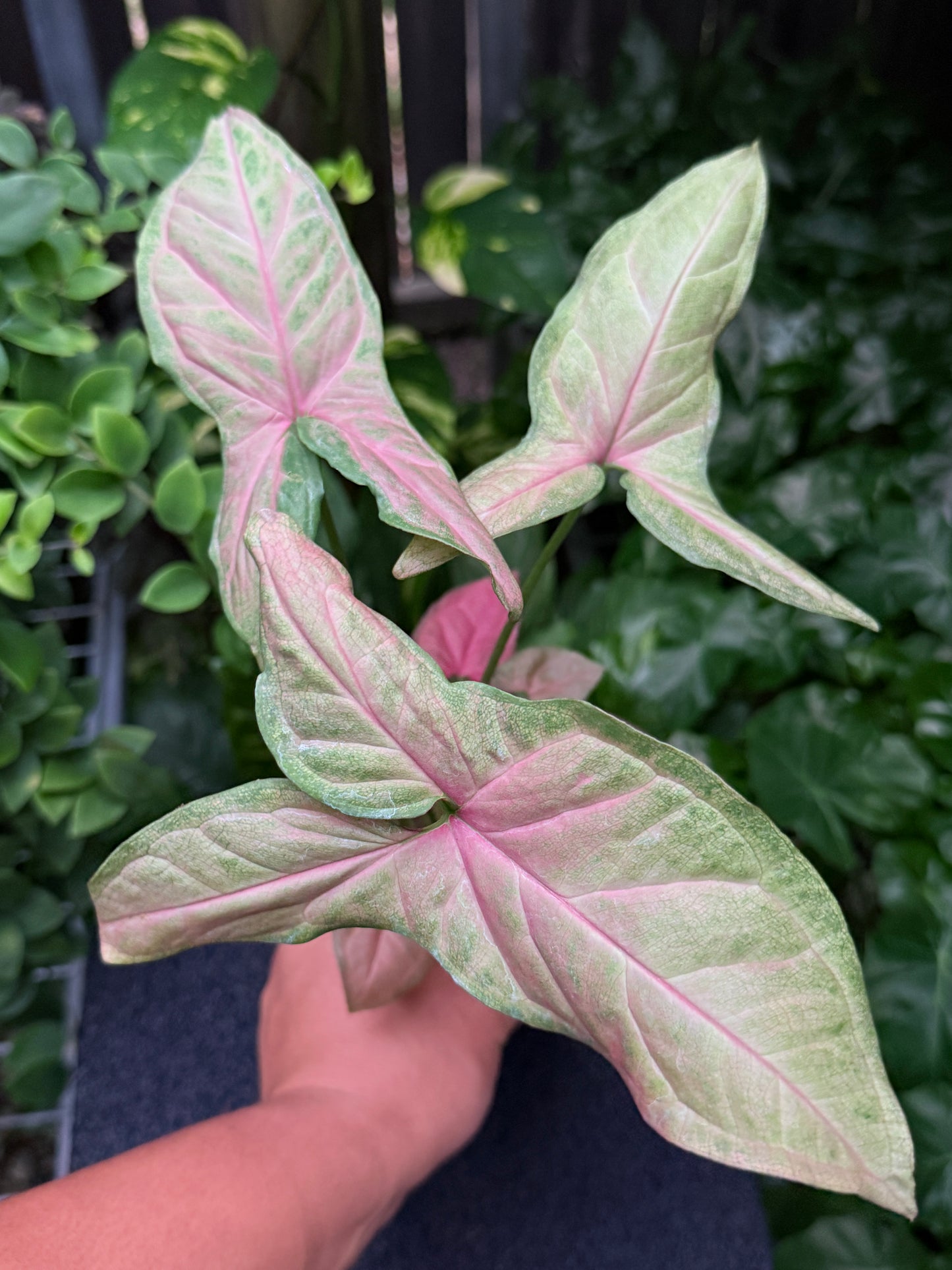 Syngonium 'Tropicana/NOID' K61