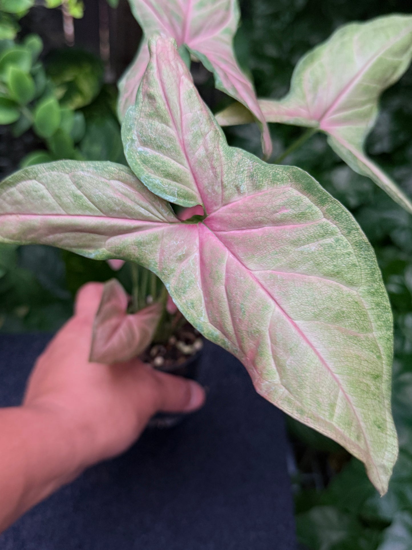 Syngonium 'Tropicana/NOID' K61