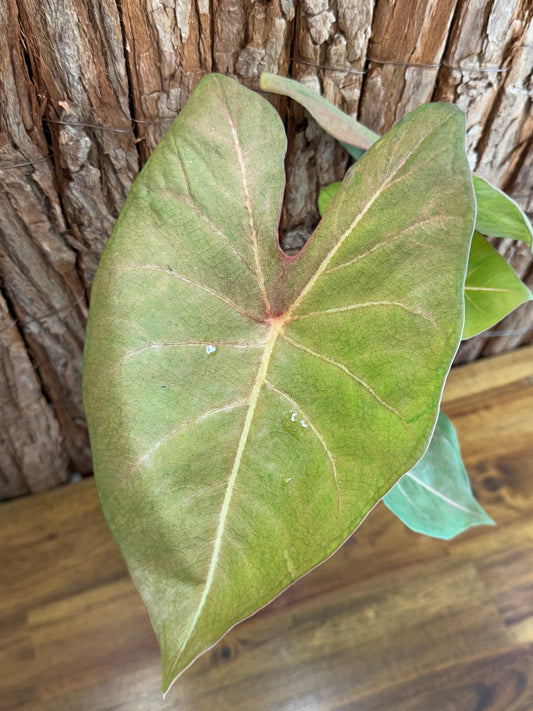 Caladium Brown Tone NOID K47