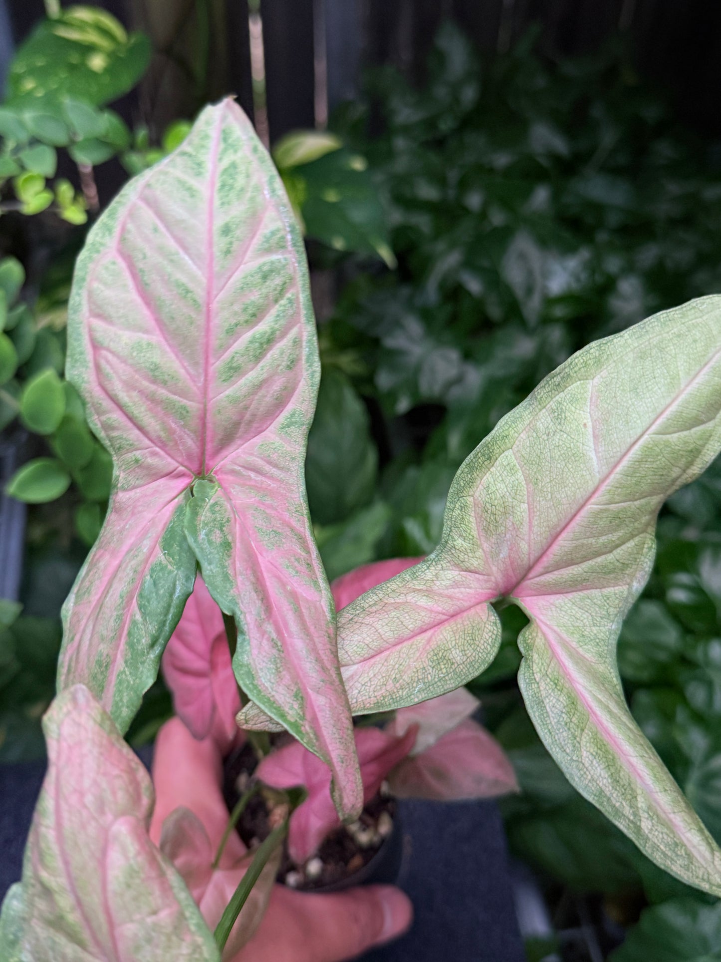 Syngonium 'Tropicana/NOID' K61