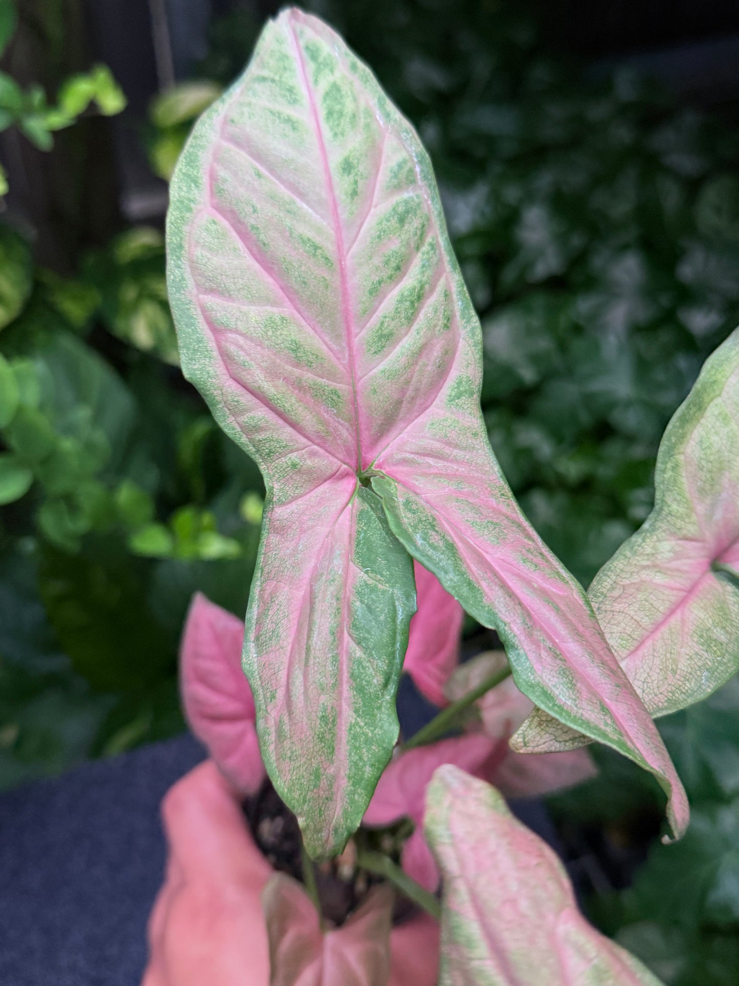 Syngonium 'Tropicana/NOID' K61