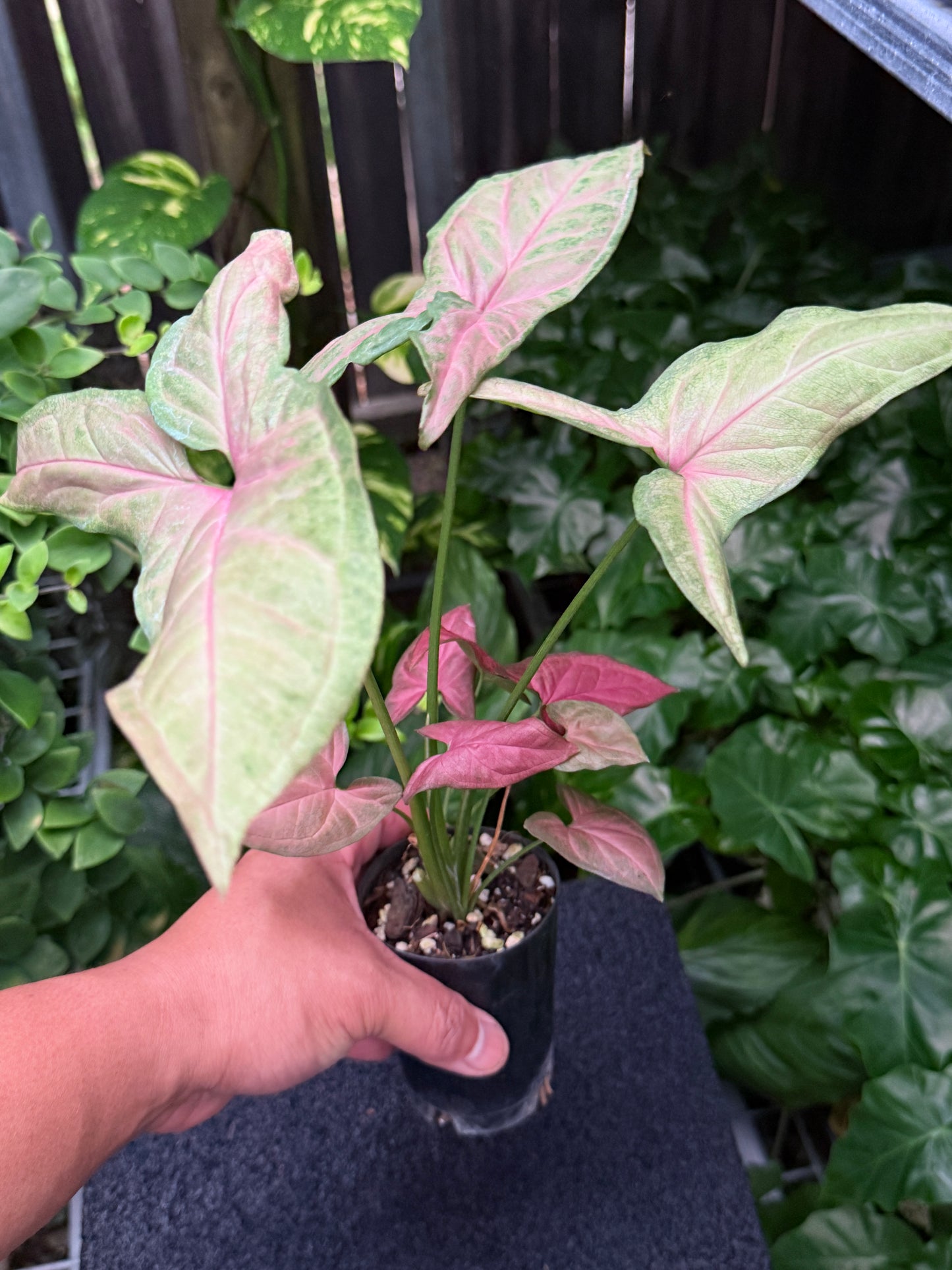 Syngonium 'Tropicana/NOID' K61