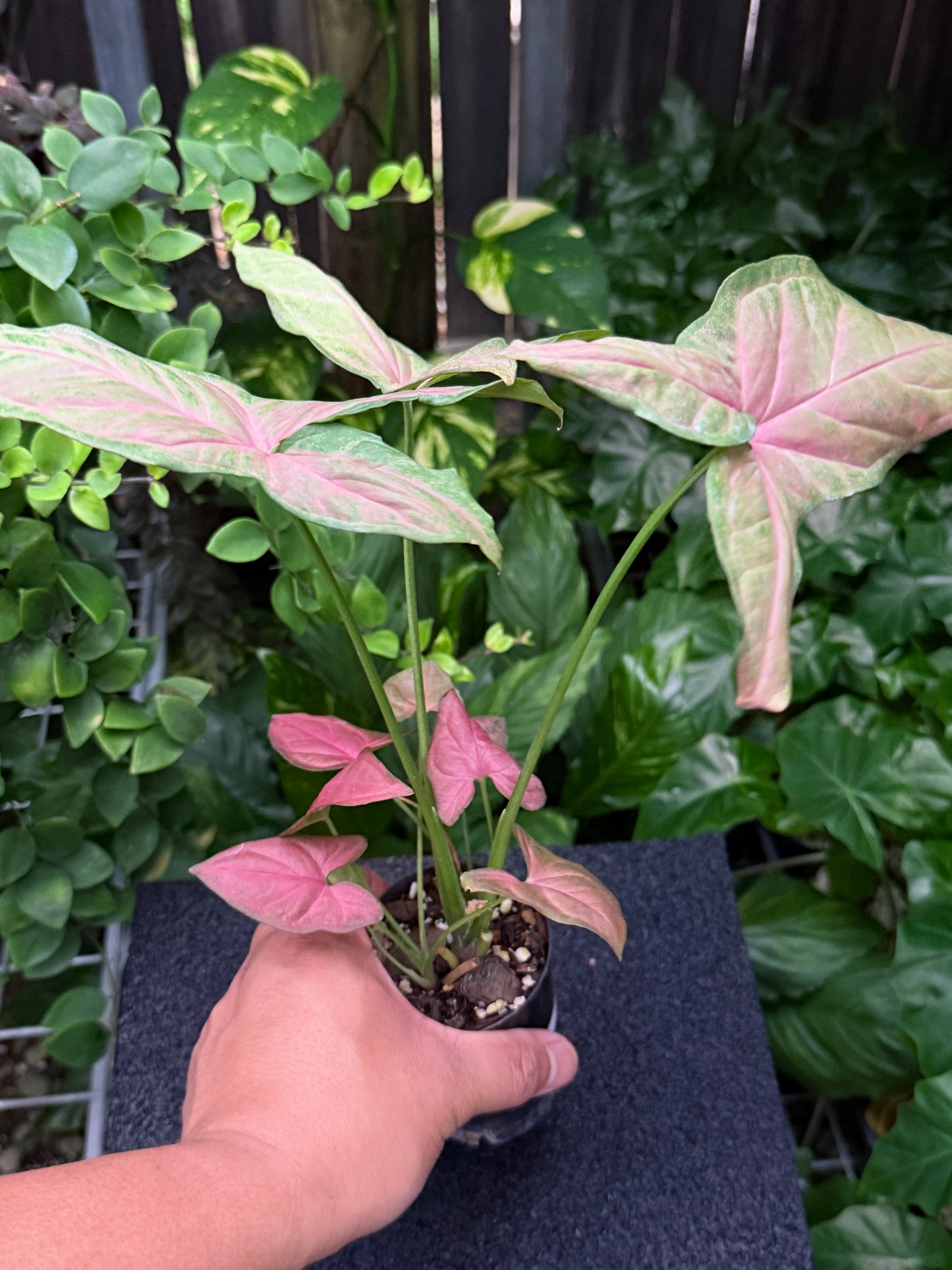 Syngonium 'Tropicana/NOID' K61