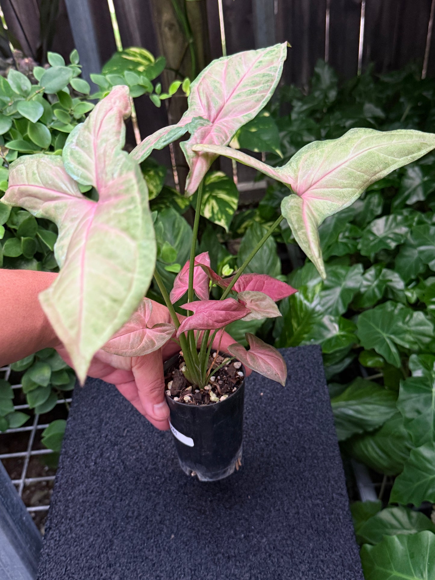 Syngonium 'Tropicana/NOID' K61