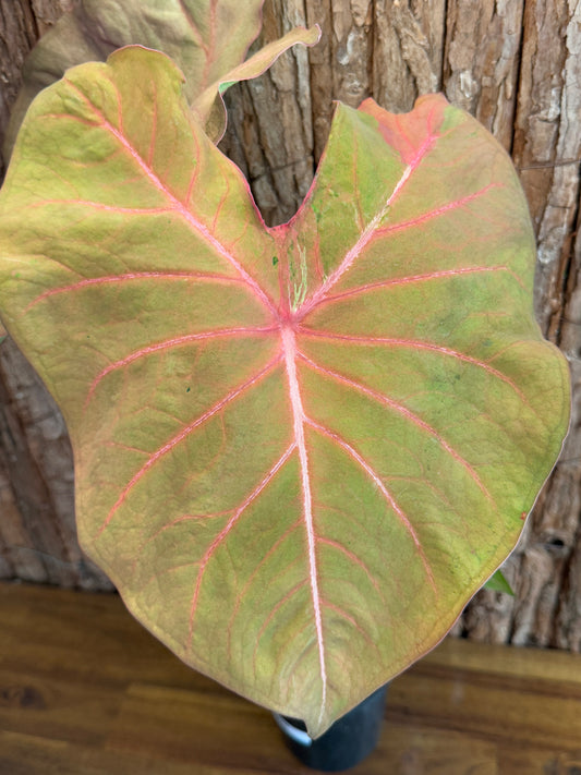 Caladium Brown Tone NOID K46