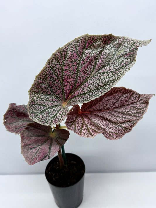 Begonia - Maurice Amey R36