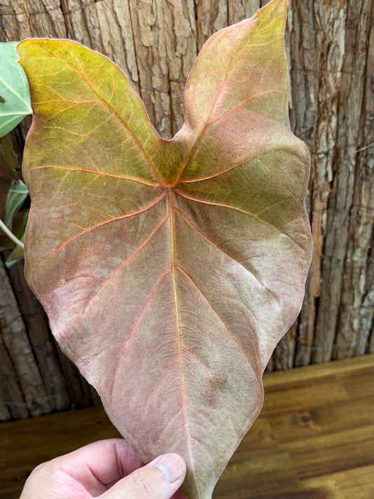 Caladium Brown Tone NOID K49