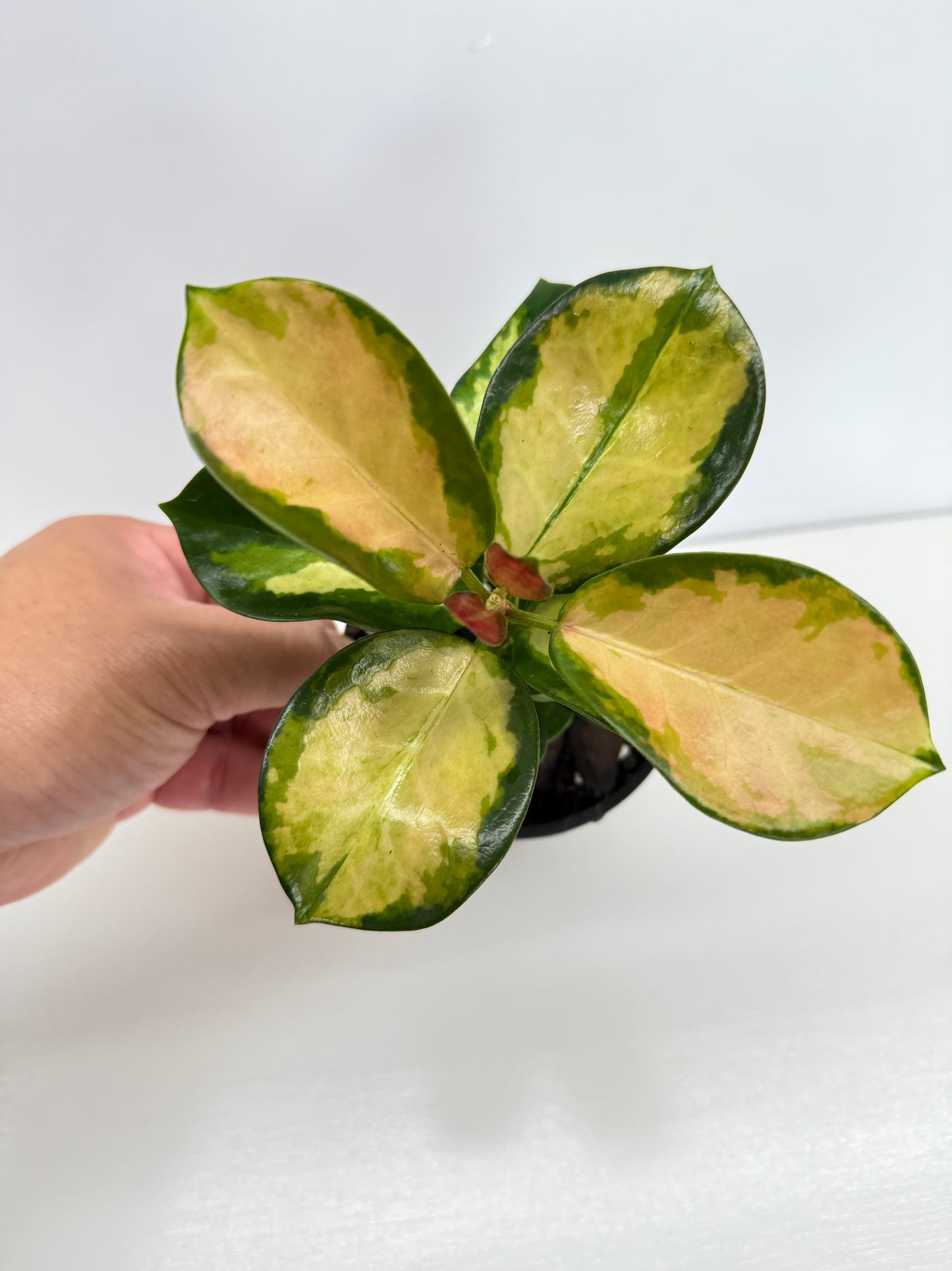 Hoya australis Lisa Z50