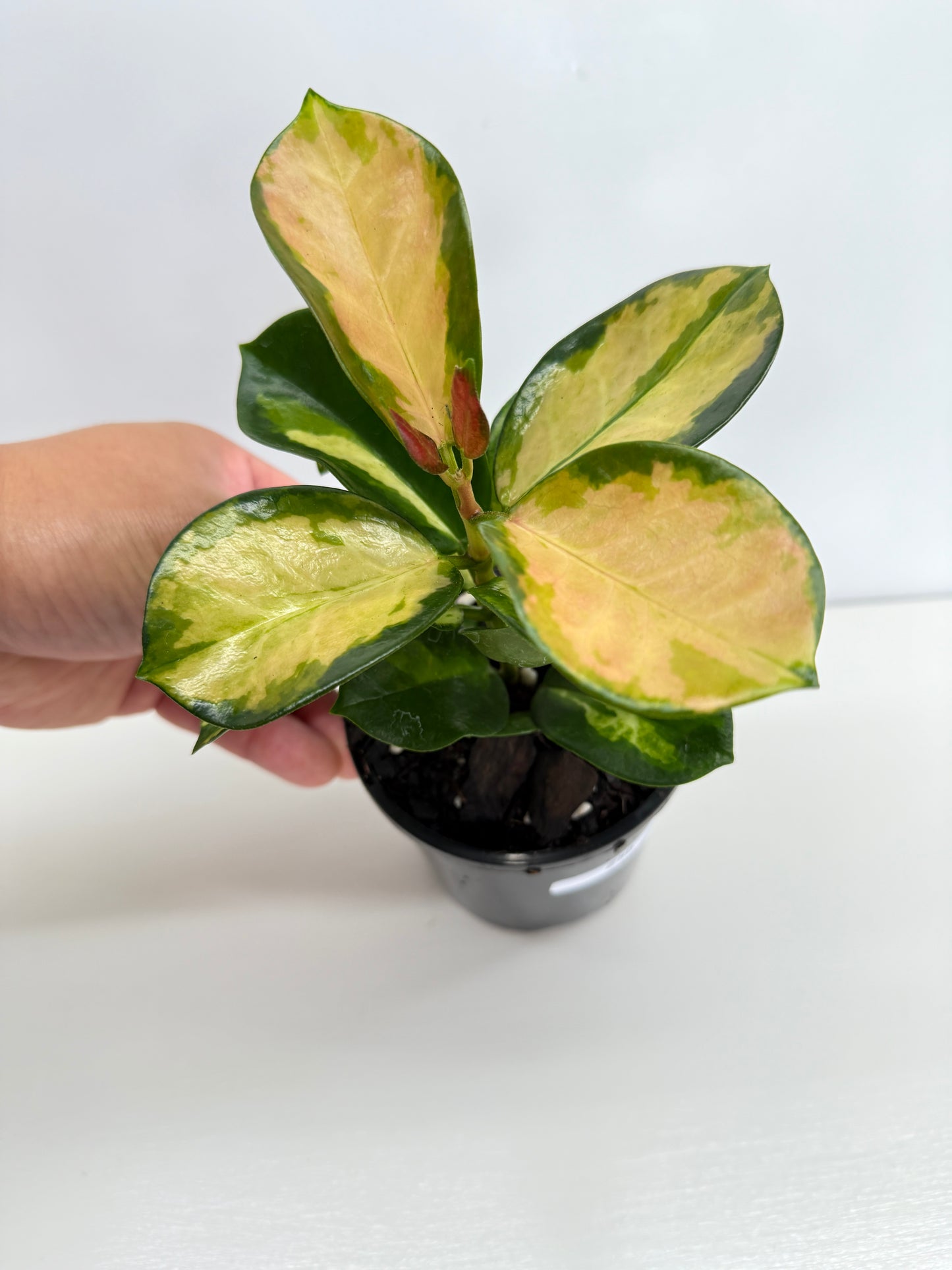 Hoya australis Lisa Z50