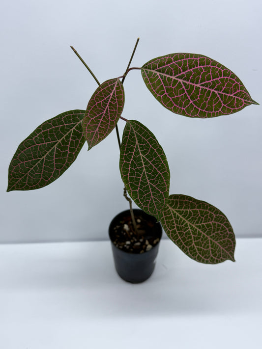 Prestonia quinquangularis Dogbane R43
