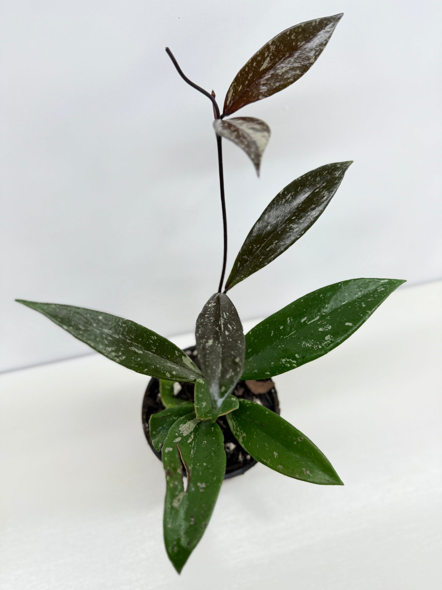 Hoya pubicaly x Chinese Black C34