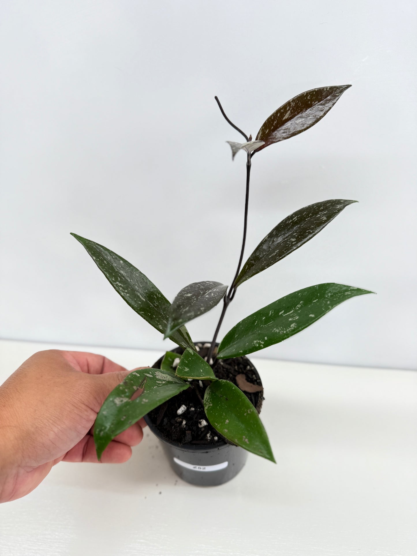 Hoya pubicaly x Chinese Black C34