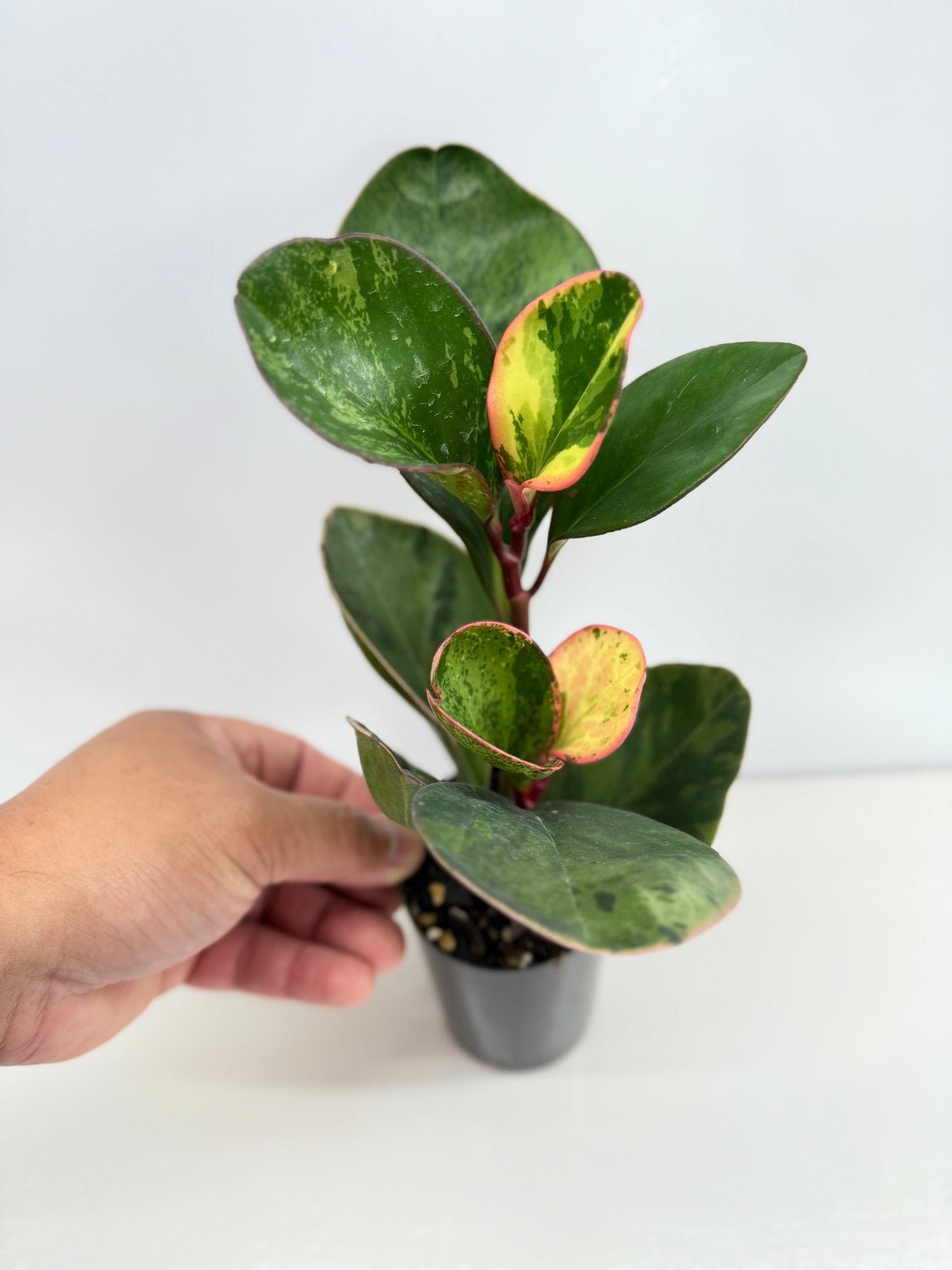 Peperomia Tropicolor - Rarely Offered Z54