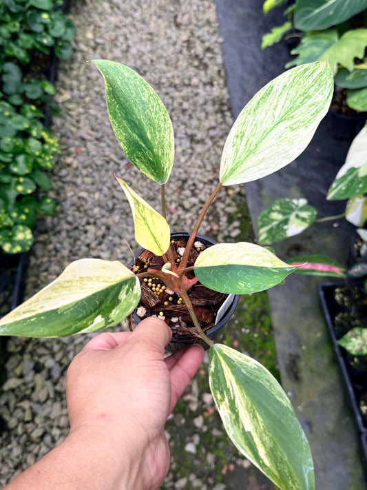 Homalomena 'Tropical Green Variegata' S23